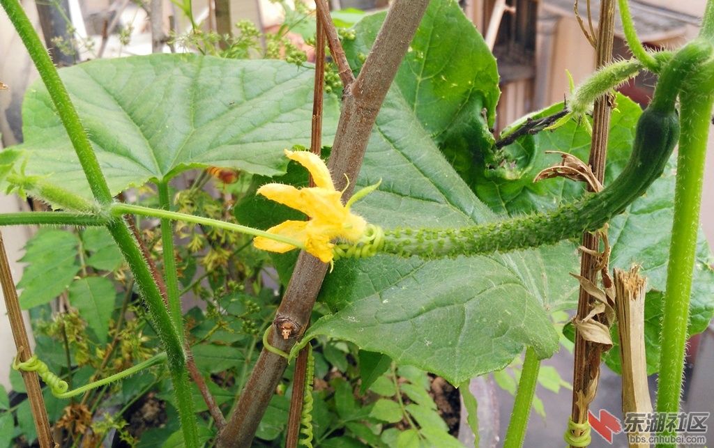 IMG_20150514_073414_副本.jpg