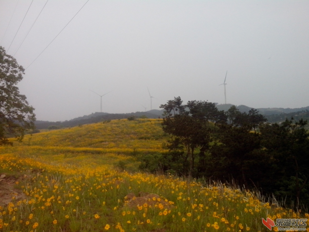 IMG_20150517_063252.jpg