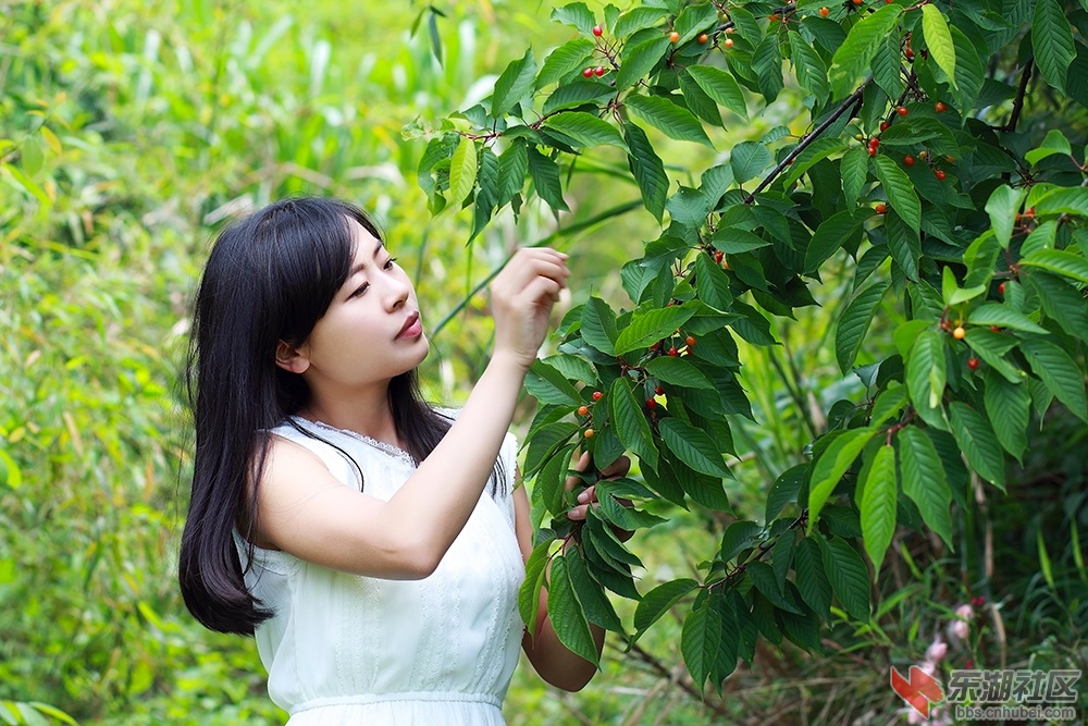 黄袍山樱桃节17.jpg