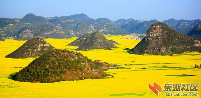 7、中国——罗平油菜花田.jpg