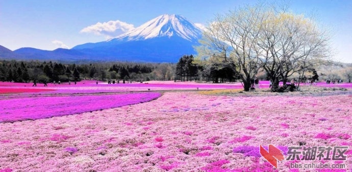 9、日本——芝樱之丘.jpg