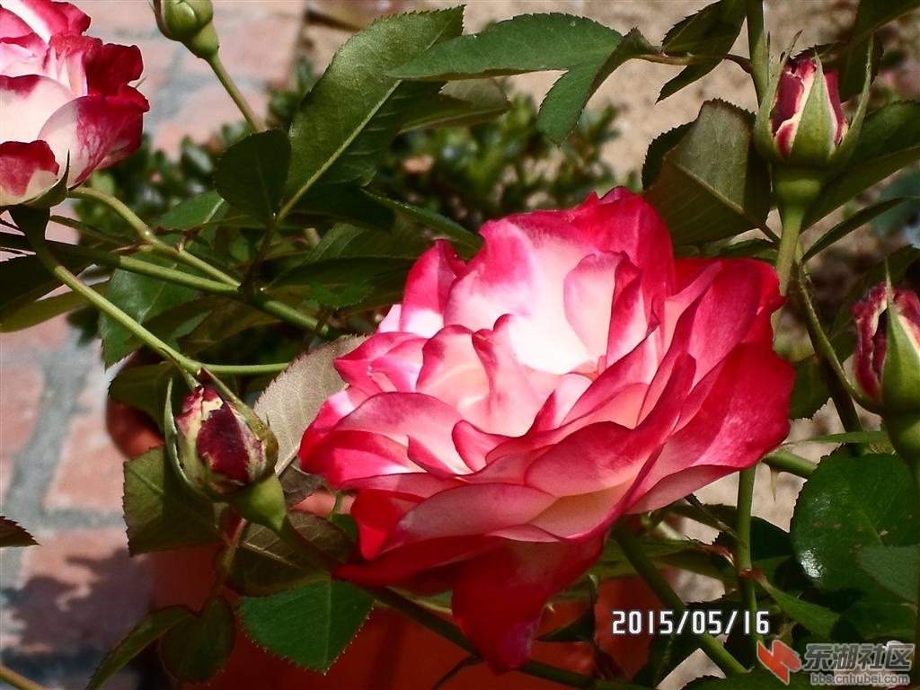 81