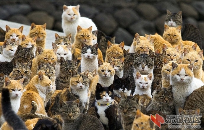 3.日本猫岛.jpg