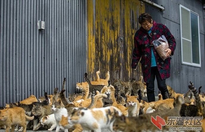 3.日本猫岛2.jpg