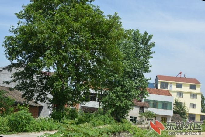记忆梅川，记住乡愁系列报道之五十三蔡林村