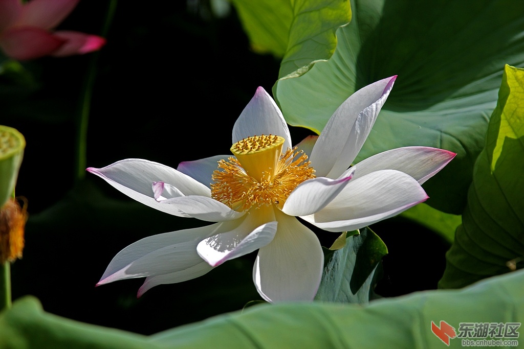 IMG_0462_副本.jpg