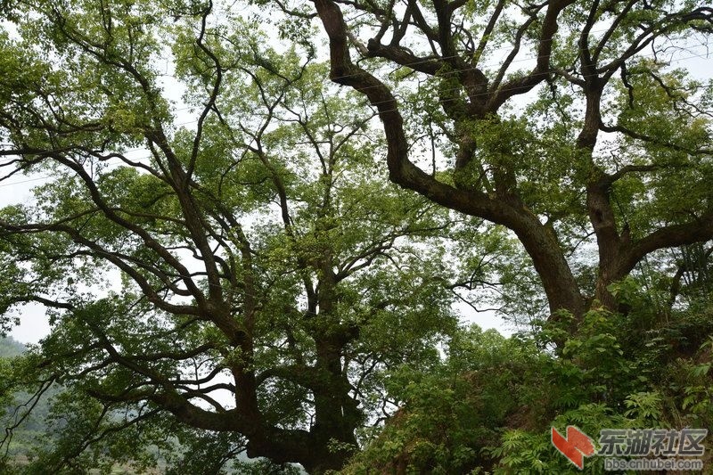 记忆梅川，记住乡愁系列报道之五十七岳山村(B)