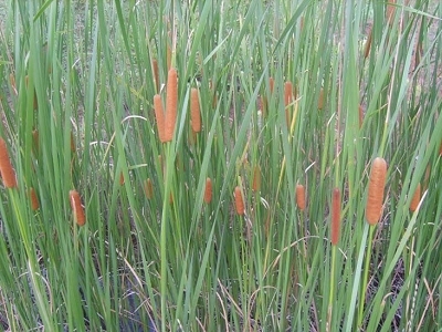 20120918135359753.jpg