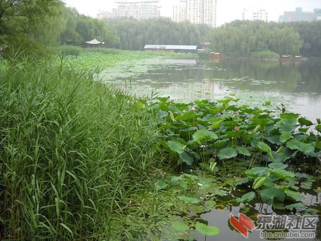 草02.JPG