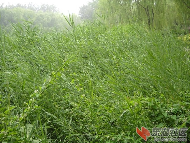 草01.JPG