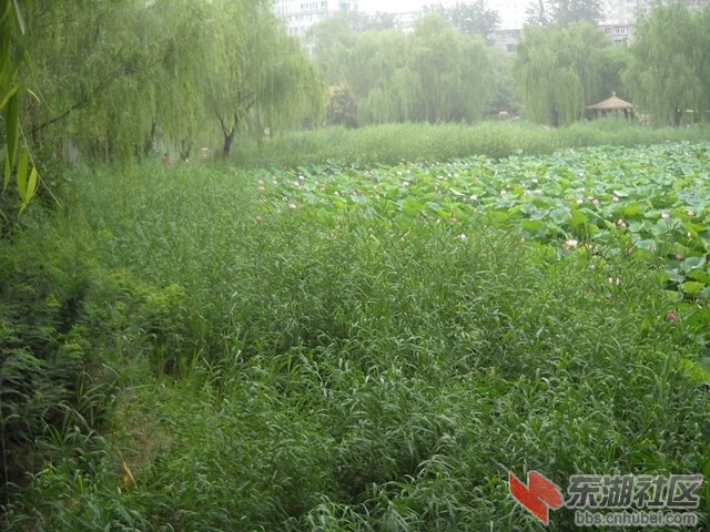 草03.JPG