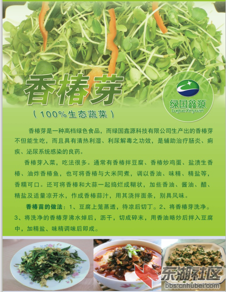 香椿苗介绍