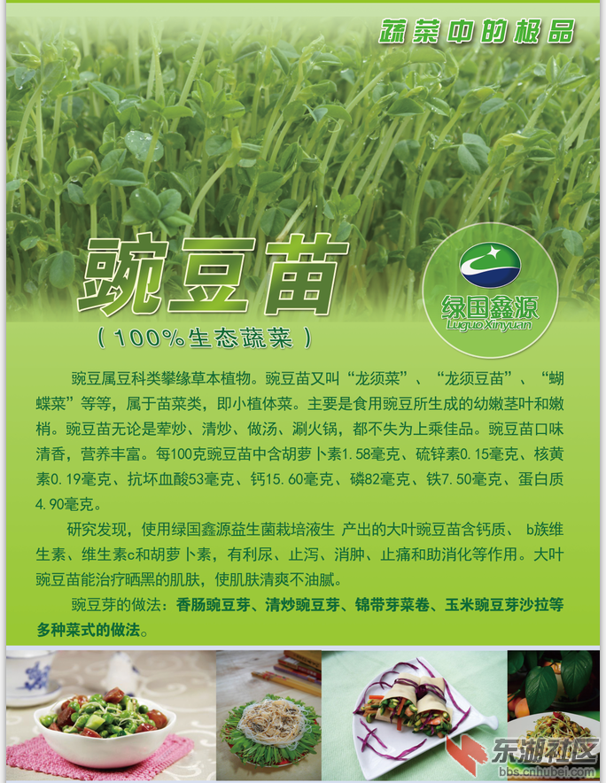 豌豆苗介绍