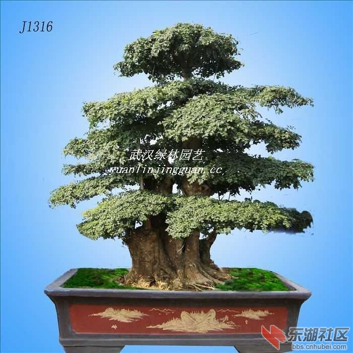 J1316.jpg