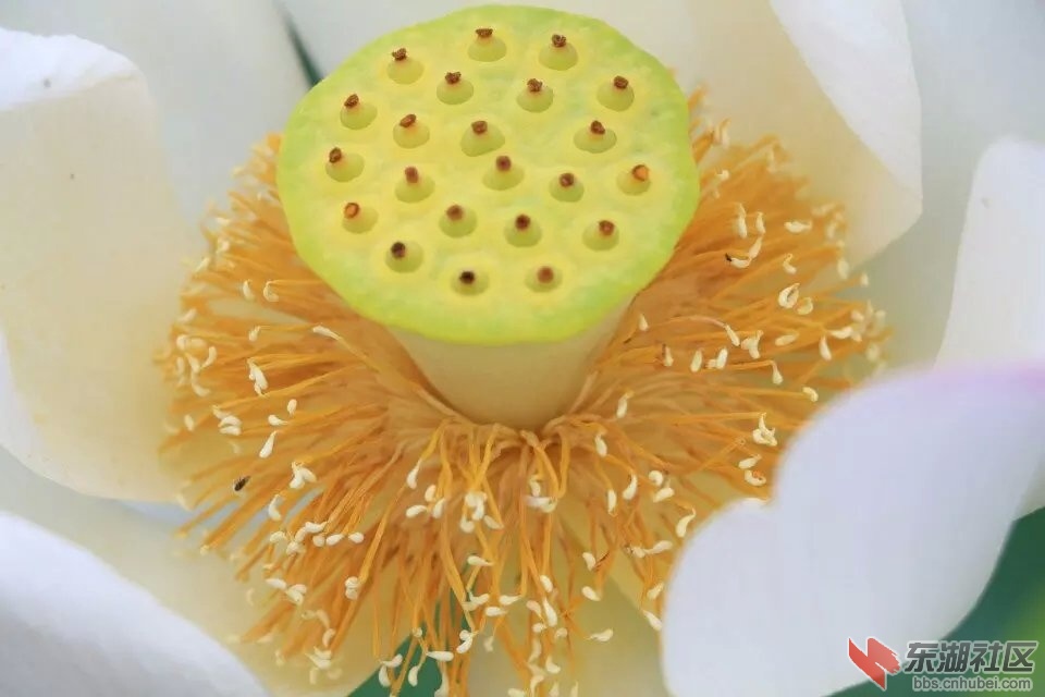 莲蓬1.jpg