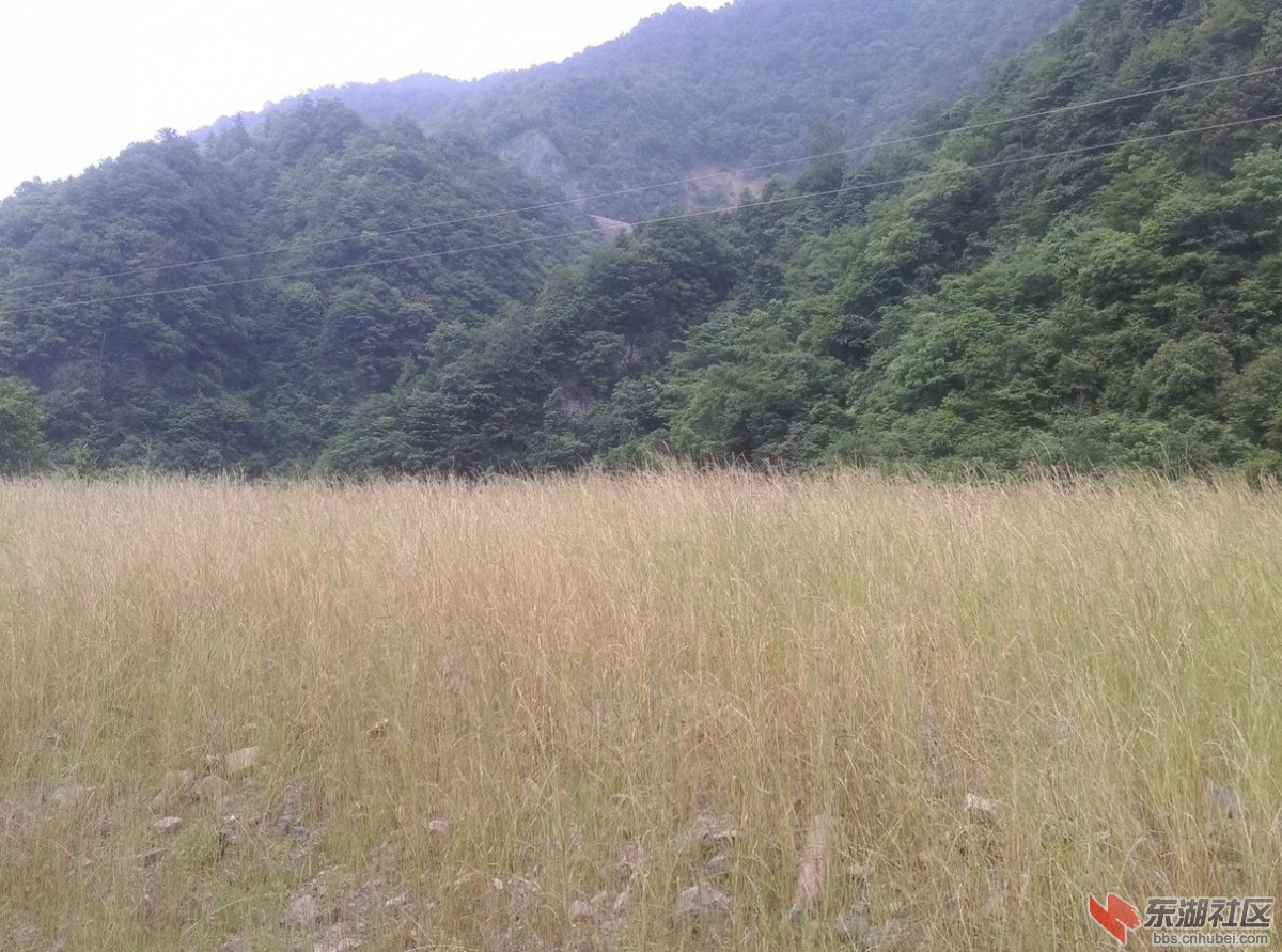 苍茫的草原.jpg