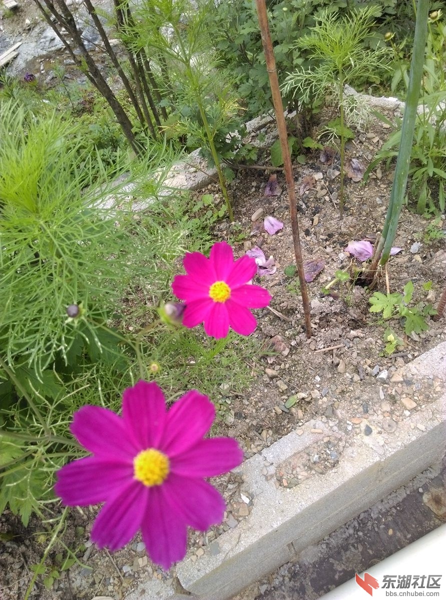 花2.jpg