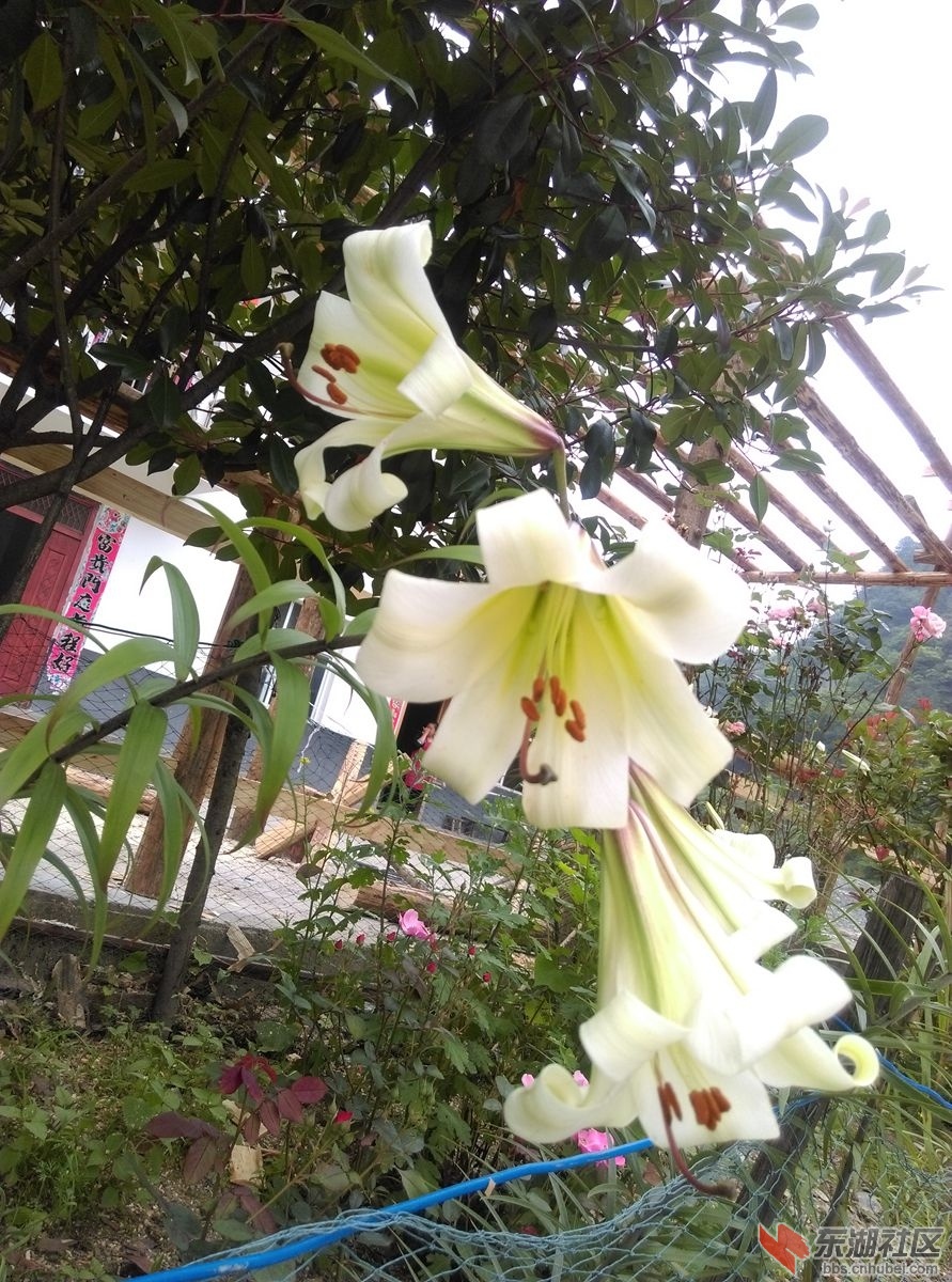 野百合.jpg
