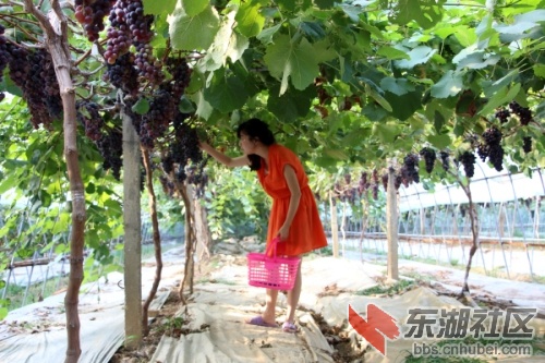 葡萄园生态采摘 (1).jpg