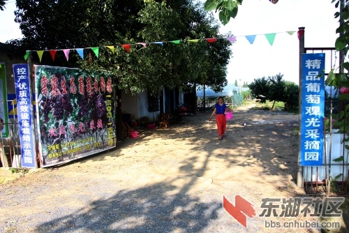 葡萄 (2).jpg