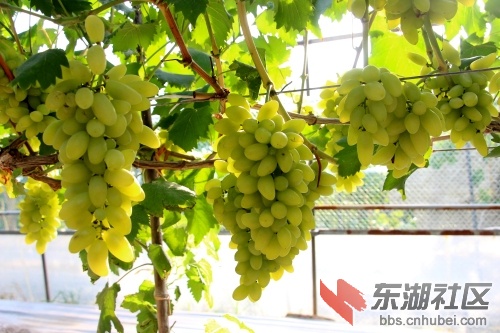 葡萄 (4).jpg