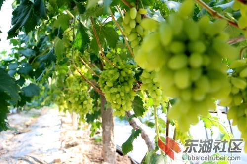 葡萄 (5).jpg