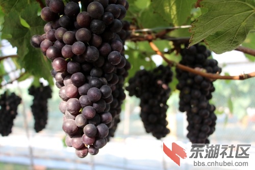葡萄 (6).jpg