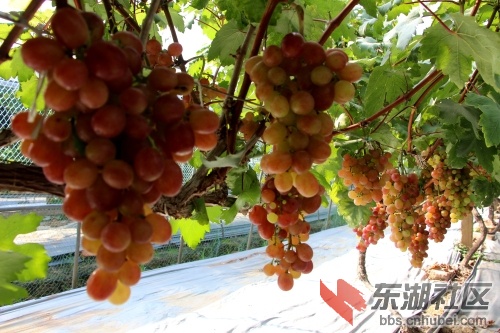 葡萄 (7).jpg