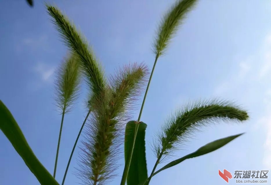 狗尾巴草1.jpg