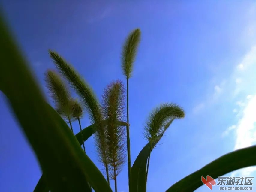 狗尾巴草2.jpg
