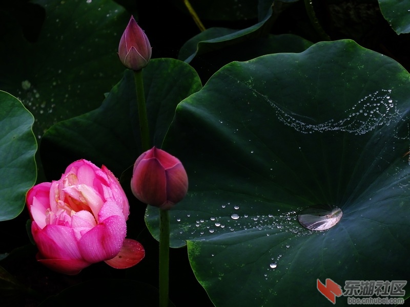 DSCF6233啊_调整大小.jpg