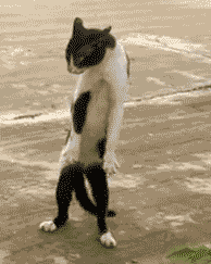 8e7f1a15jw1eu1hwuhjc8g205e06rae9.gif