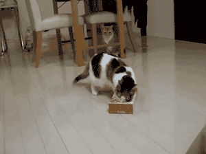 6e7905a7gw1eqiyq7o27xg208c0687vm.gif