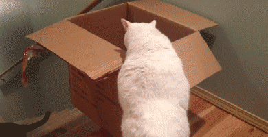 6e7905a7gw1eqiyqlpe4gg20au05k4no.gif