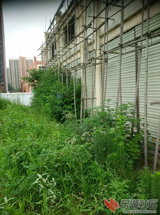 门面的正前方路不通杂草丛生