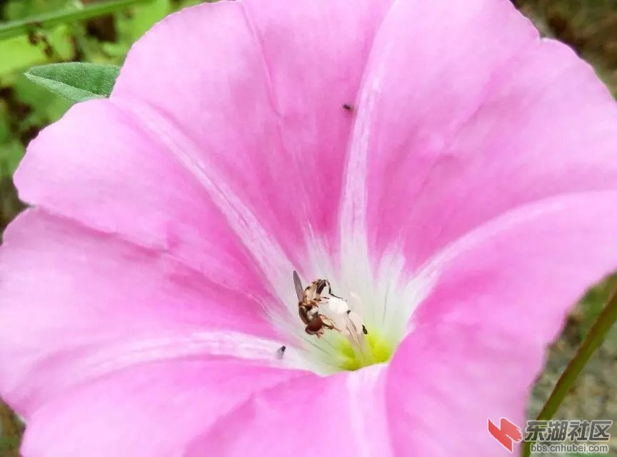 一花独秀2.jpg