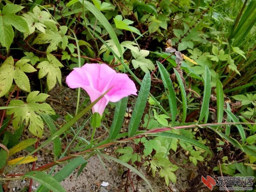 一花独秀3.jpg