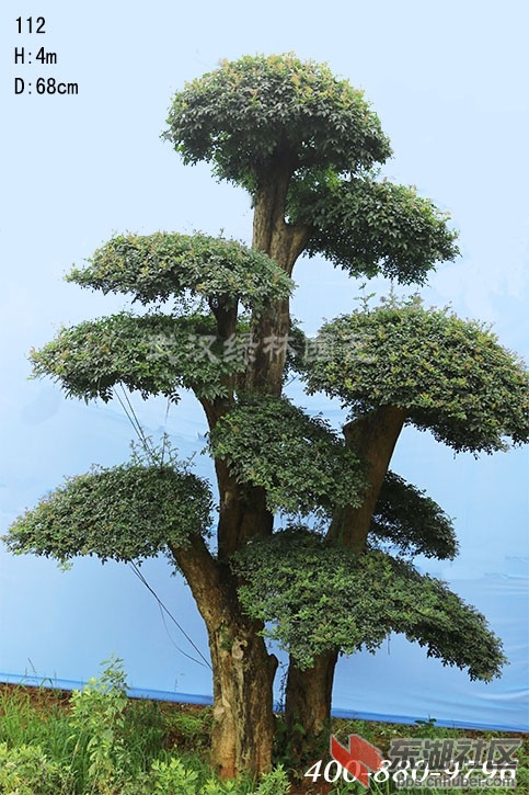 对节白蜡大树112.jpg