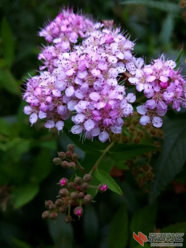 院中花1.jpg