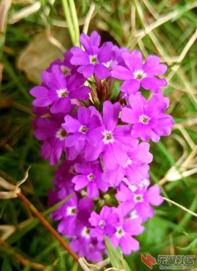院中花6.jpg