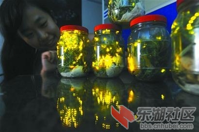 萤火虫6.jpg