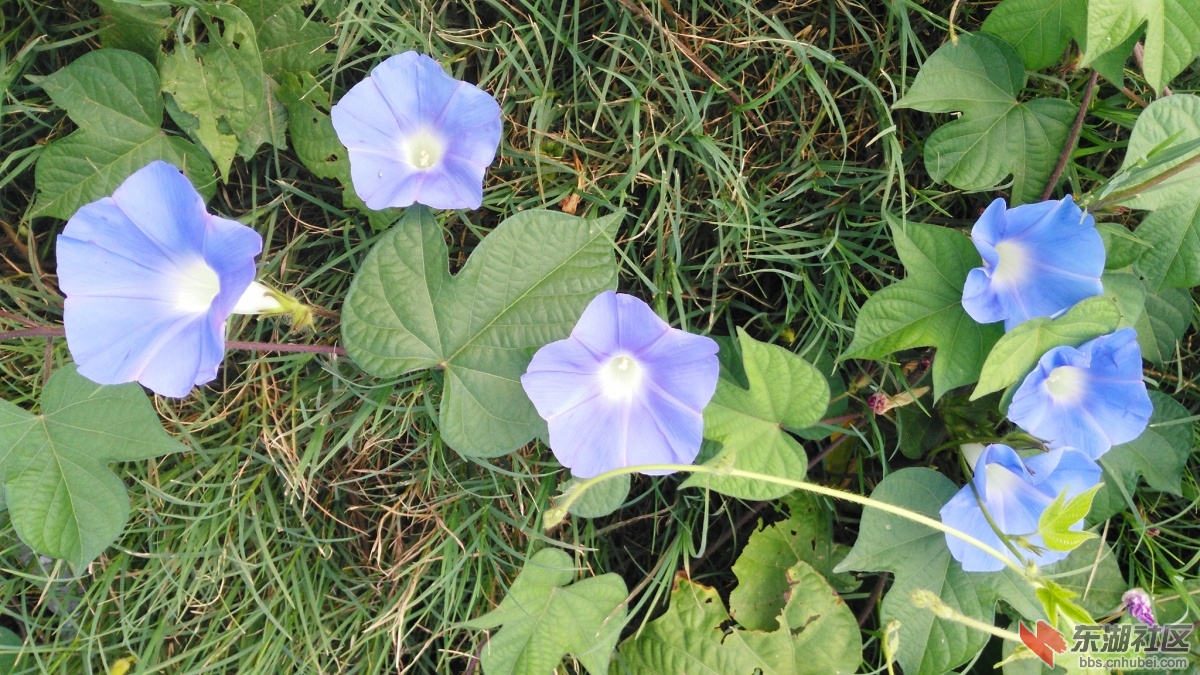 IMG_20150812_085258_副本.jpg