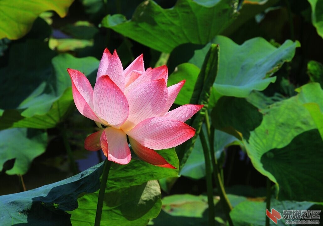 荷花.jpg