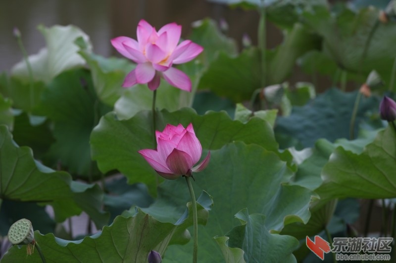 复件 conew_照片 561.jpg