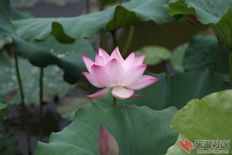 复件 conew_照片 590.jpg