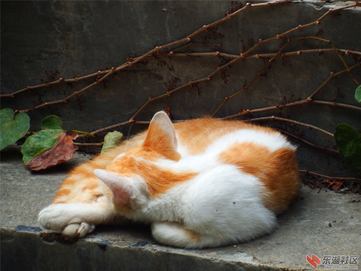 DSCF6334_副本.jpg