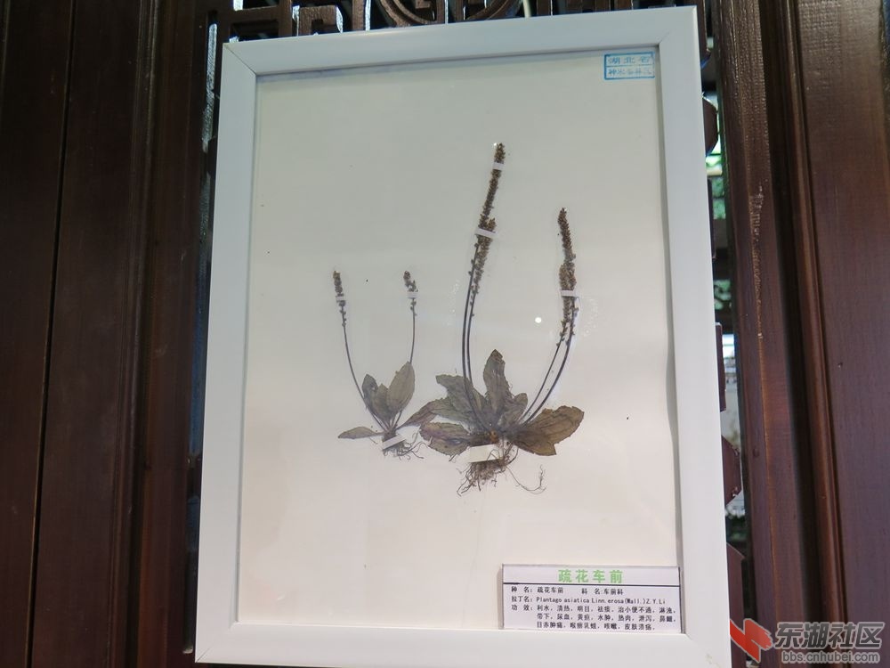 蔬花车前.jpg