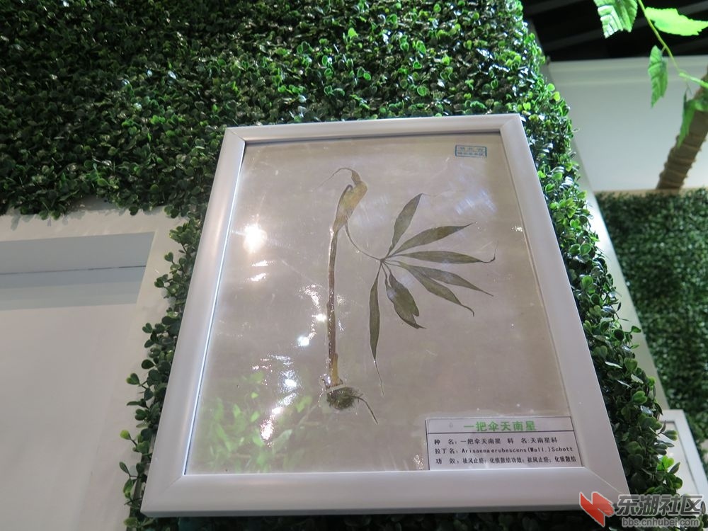 一把伞天南星.jpg