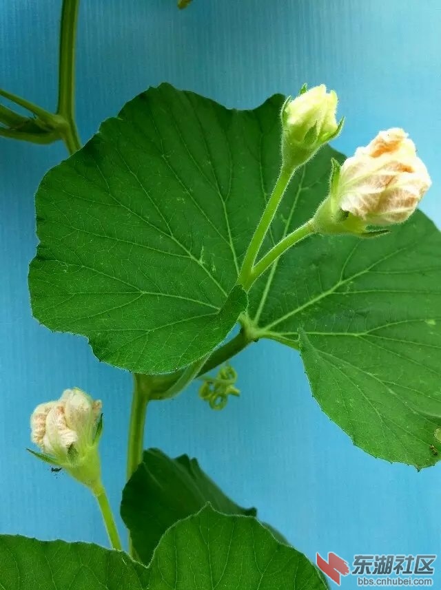 葫芦花2.jpg