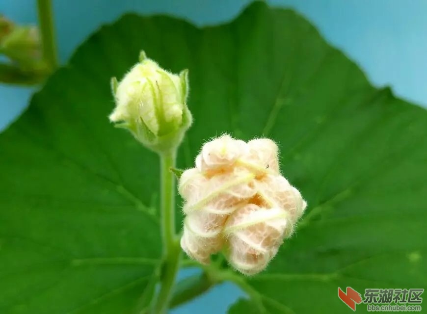 葫芦花3.jpg